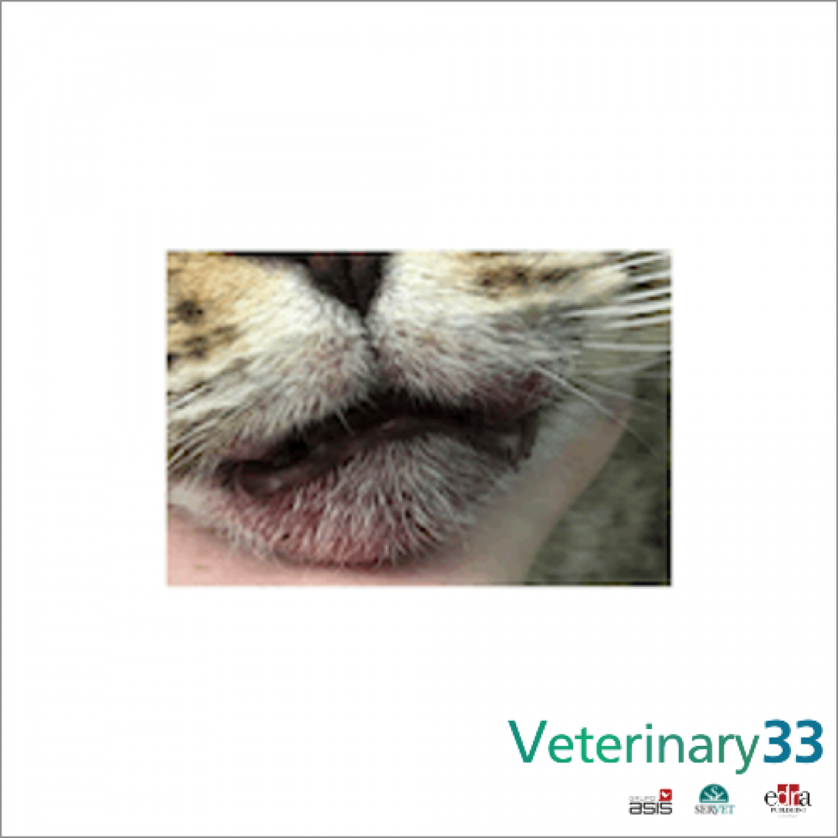 Feline Cutaneous Lymphoma An Evaluation Of Disease Presentation And Feline Cutaneous Lymphoma An Evaluation Of Disease Presentation And