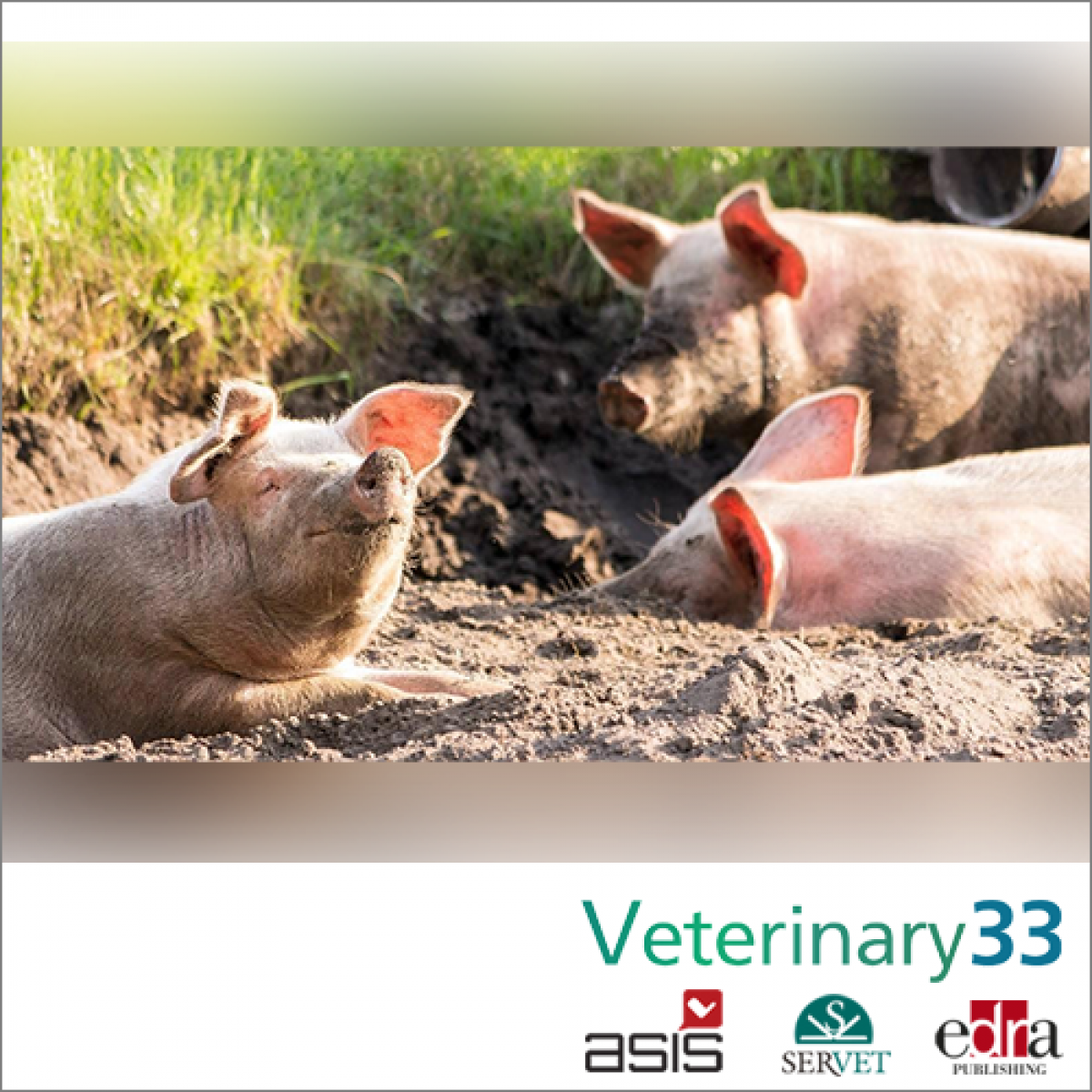 The first swine brucellosis diagnostic test without the risk of false  positives has a Spanish veterinary stamp | Veterinary 33