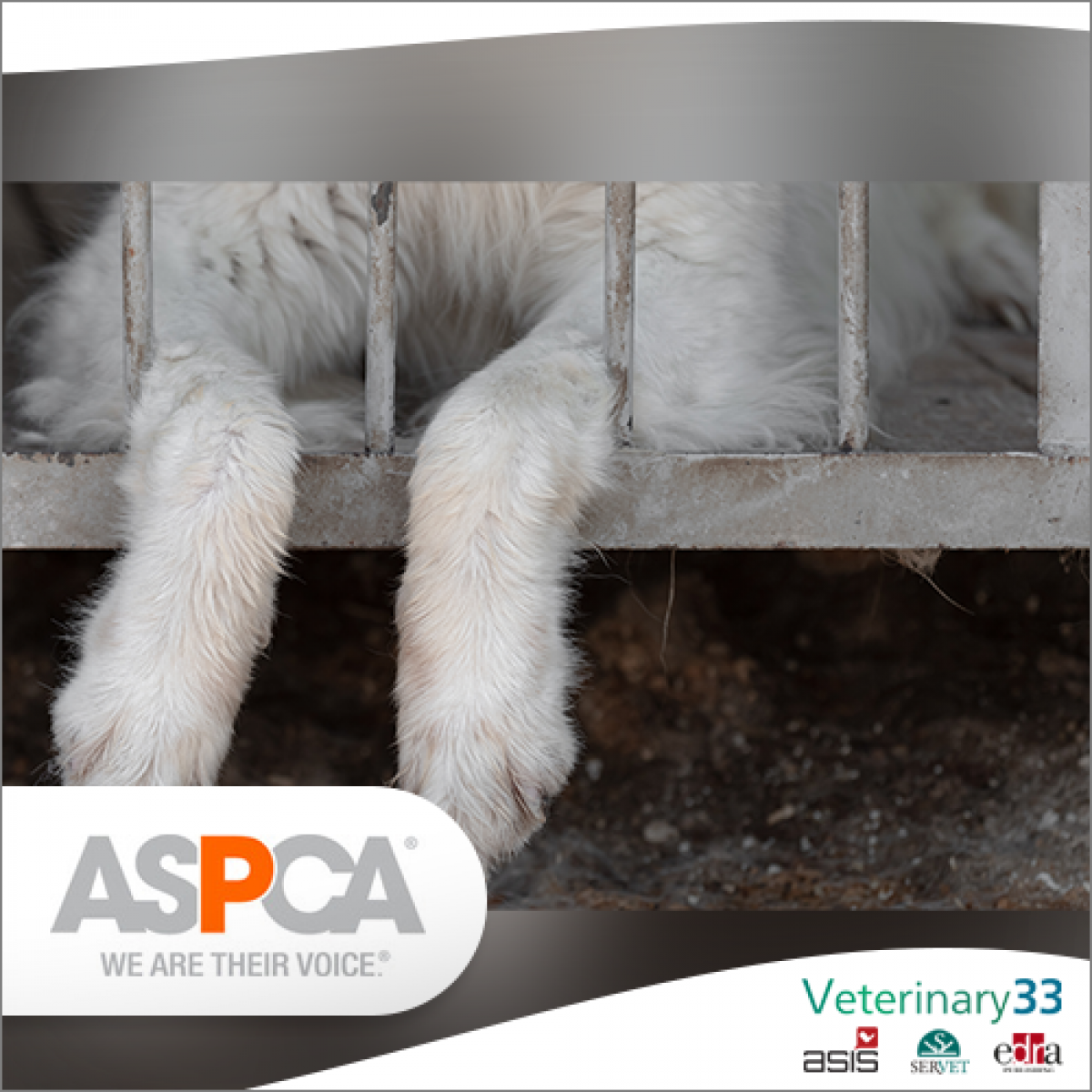 ASPCA praises 'Goldie's Act' which adds teeth to puppy mill management |  Veterinary 33
