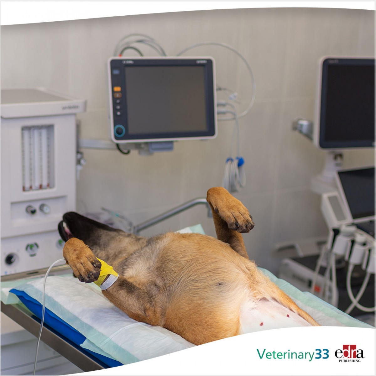 Markers of tissue perfusion, relation to mortality in dogs with blunt