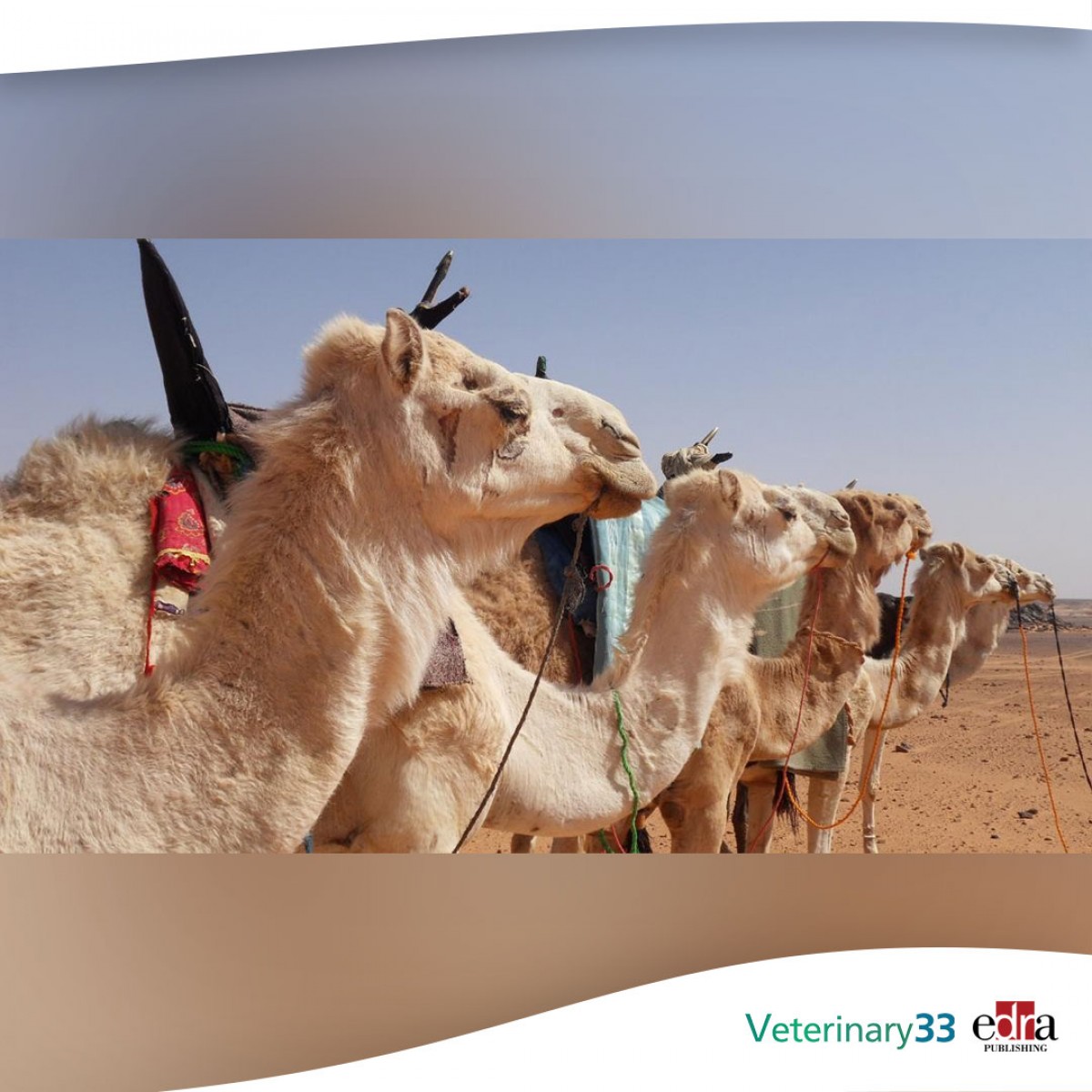The mystery of camel flu in Qatar | Veterinary 33