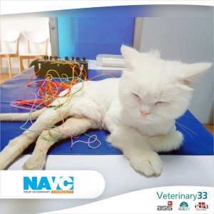 A cat undergoes electroacupuncture treatment